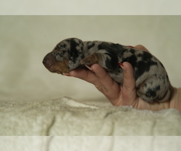 Medium Photo #8 Dachshund Puppy For Sale in NEVADA CITY, CA, USA