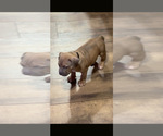 Small #4 American Bully