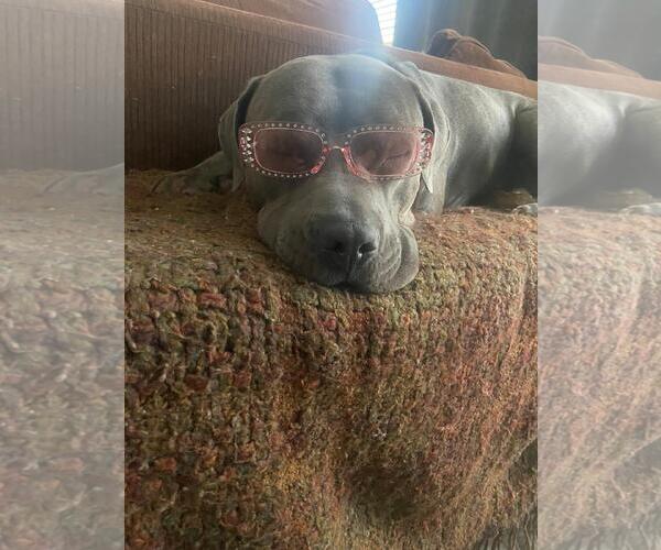 Medium Photo #4 American Staffordshire Terrier Puppy For Sale in Chandler, AZ, USA