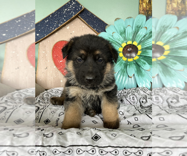 Medium Photo #1 German Shepherd Dog Puppy For Sale in DAHLONEGA, IA, USA