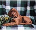 Small Photo #5 Irish Setter Puppy For Sale in BIRD IN HAND, PA, USA