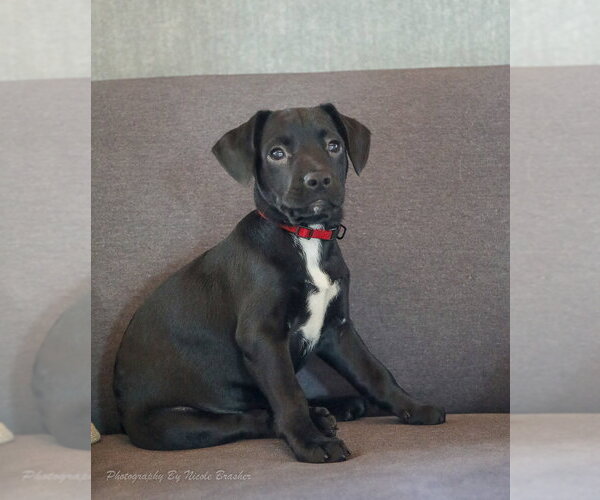 Medium Photo #2 Miniature Schnauzer-Unknown Mix Puppy For Sale in Mooresville, NC, USA