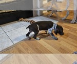 Small #1 German Shorthaired Pointer