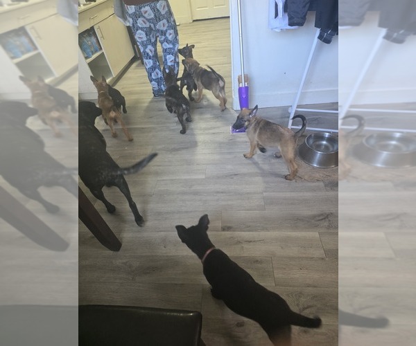 Medium Photo #6 Dutch Shepherd Dog-German Shepherd Dog Mix Puppy For Sale in HENDERSON, NV, USA