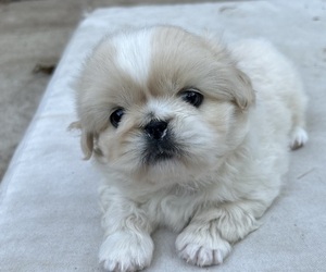 Pekingese Puppy for sale in MESQUITE, TX, USA