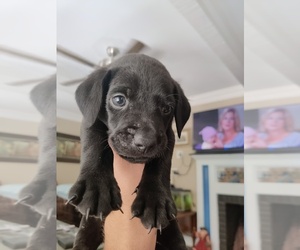 Labmaraner Puppy for sale in LIVE OAK, FL, USA