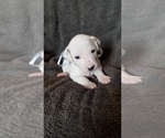 Small Photo #13 Dalmatian Puppy For Sale in LUDOWICI, GA, USA