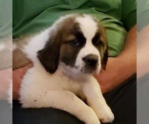 Saint Bernard Puppy for sale in BERESFORD, SD, USA