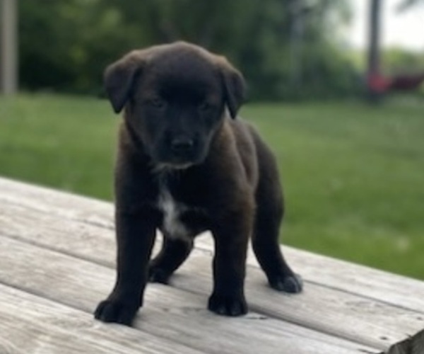 Medium Photo #1 Golden Cattle Dog Puppy For Sale in WEBSTER, SD, USA