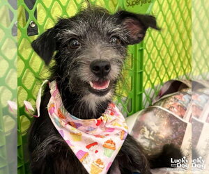 Mutt Dogs for adoption in Washington, DC, USA