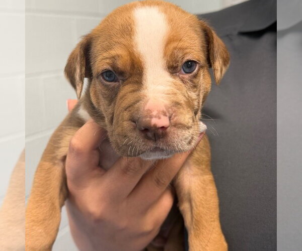 Medium Photo #1 American Bulldog Puppy For Sale in Tarboro, NC, USA