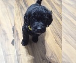 Small #4 Goldendoodle