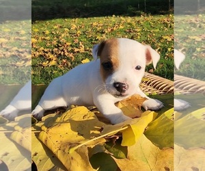Jack Russell Terrier Puppy for sale in FREDERICKSBURG, OH, USA