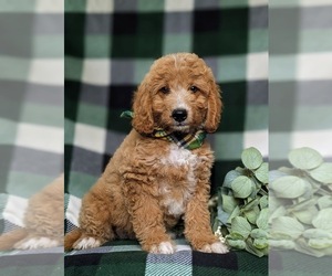 Goldendoodle (Miniature) Puppy for sale in QUARRYVILLE, PA, USA