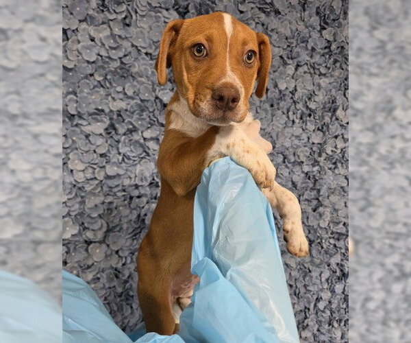 Medium Photo #1 Mutt Puppy For Sale in Bakersfield, CA, USA