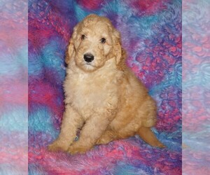 Labradoodle Puppy for sale in LA HABRA, CA, USA