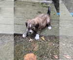 Small #5 Shih Tzu-Shih-Poo Mix