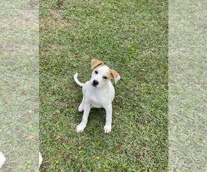Retriever -Unknown Mix Dogs for adoption in Mobile, AL, USA