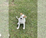 Small Retriever  Mix