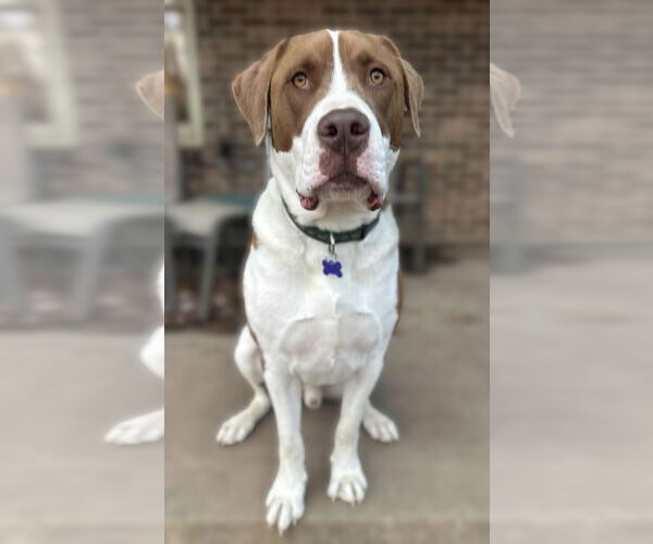 Medium Photo #10 Saint Bernard-Unknown Mix Puppy For Sale in Cookeville, TN, USA