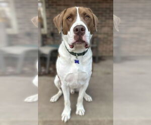 Finn - Male Saint Bernard-Unknown Mix Dog for Adoption - Photo #10