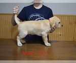 Small #10 Labrador Retriever