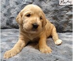 Puppy 3 Labradoodle