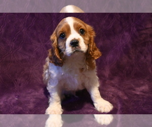 Cavalier King Charles Spaniel Puppy for sale in BLOOMINGTON, IN, USA