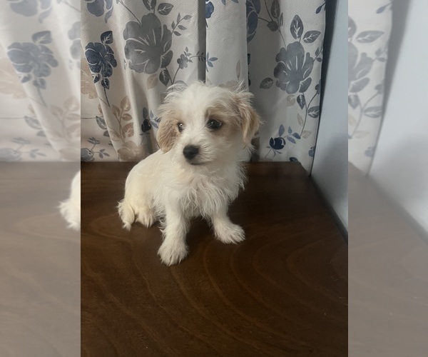 Medium Photo #15 Morkie Puppy For Sale in DURHAM, CT, USA