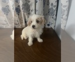 Small #14 Morkie