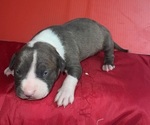 Small Photo #2 American Pit Bull Terrier Puppy For Sale in TRENTON, NJ, USA