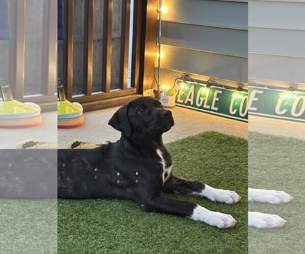 Medium Photo #1 Labrador Retriever-Staffordshire Bull Terrier Mix Puppy For Sale in Holly Springs, NC, USA