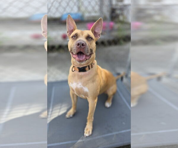 Medium Photo #4 Carolina Dog-Pharaoh Hound Mix Puppy For Sale in Rockaway, NJ, USA
