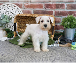 Small #7 Schnauzer (Miniature)