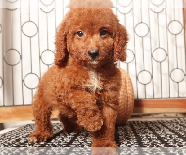 Medium Photo #4 Goldendoodle (Miniature) Puppy For Sale in NAPLES, FL, USA