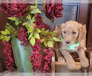 Medium Goldendoodle mix (+ Poodle Standard)