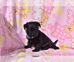 Small #2 Pug-A-Poo