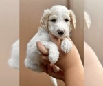 Small Photo #3 Bordoodle Puppy For Sale in ALLEN, TX, USA