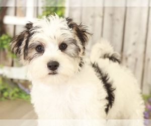 Yo-Chon Puppy for sale in MOUNT VERNON, OH, USA