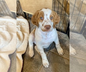 Brittany Puppy for sale in GRANVILLE, MA, USA