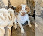 Small Photo #1 Brittany Puppy For Sale in GRANVILLE, MA, USA