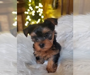 Yorkshire Terrier Puppy for sale in NEVADA, TX, USA