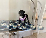 Small Photo #9 Labbe Puppy For Sale in Osgood, IN, USA
