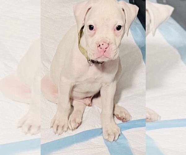 Medium Photo #1 Boxer Puppy For Sale in DISPUTANTA, VA, USA