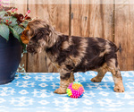 Small Photo #6 Cocker Spaniel Puppy For Sale in WAKARUSA, IN, USA
