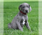 Small #2 Great Dane