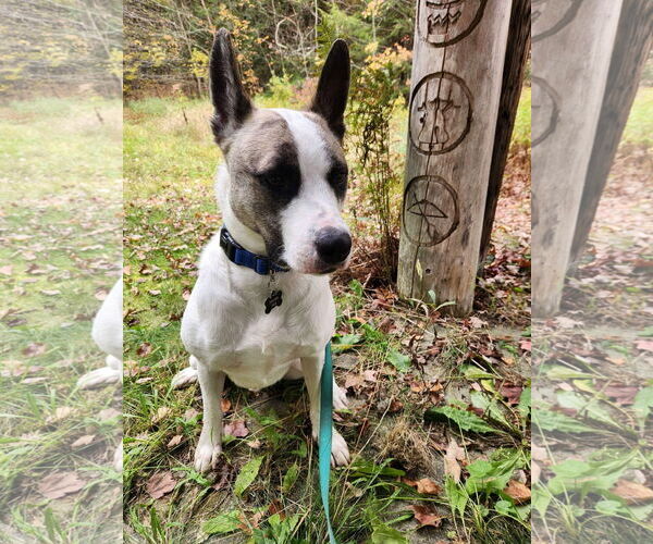 Medium Photo #1 Akita-Unknown Mix Puppy For Sale in Alexander, AR, USA