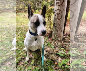 Akita-Unknown Mix Dogs for adoption in Alexander, AR, USA