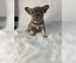 Small Photo #3 French Bulldog Puppy For Sale in SANFORD, FL, USA