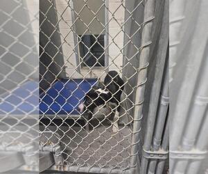 Labrador Retriever-Unknown Mix Dogs for adoption in St. Cloud, FL, USA